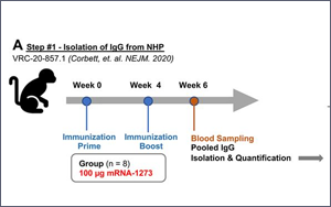 南京新冠感染者多為疫苗接種者，兩大頂刊揭示：為何疫苗防不住病毒？