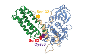 Nature子刊：“爆炸性”細胞死亡
