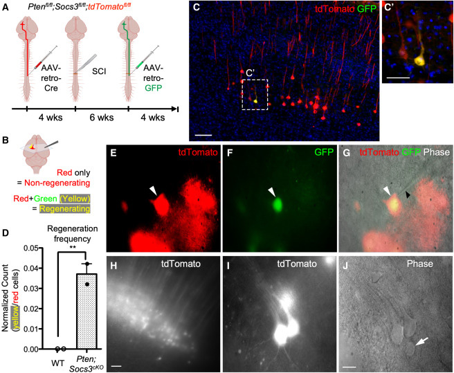 通過深度單細胞RNA測序技術，研究脊髓損傷后皮質脊髓束（CST）神經元的再生能力
