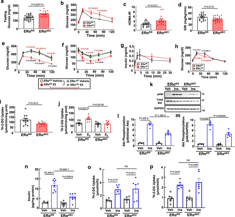 ERα通過增強胰島素向骨骼肌的輸送來改善葡萄糖耐受和胰島素敏感性 ERα通過增強胰島素向骨骼肌的輸送來改善葡萄糖耐受和胰島素敏感性