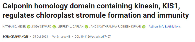 含有驅動蛋白KIS1的Calponin同源結構域調節葉綠體基質的形成和免疫 含有驅動蛋白KIS1的Calponin同源結構域調節葉綠體基質的形成和免疫