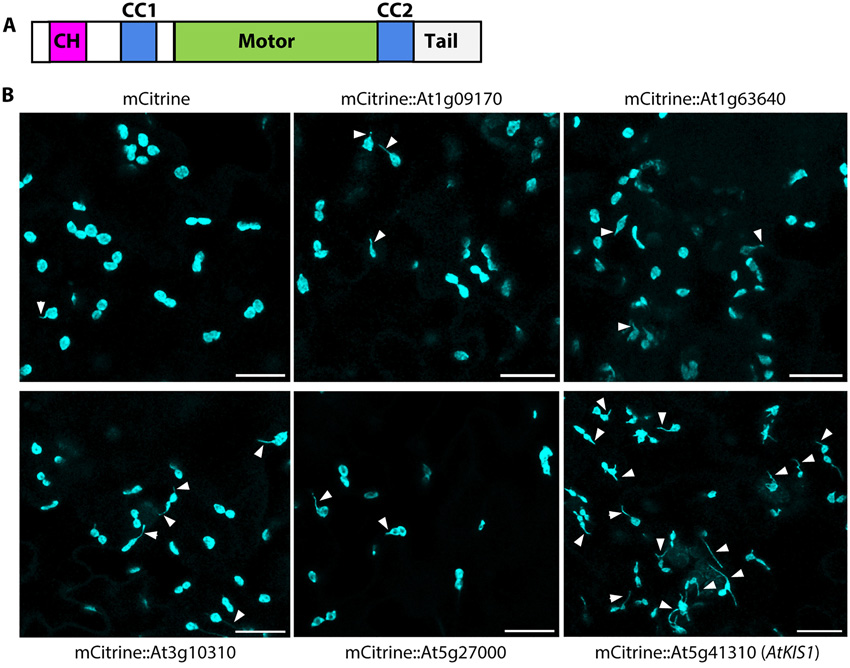 具有鈣調蛋白同源結構域At5g41310的擬南芥驅動蛋白的過表達誘導組成型stromule的形成。 具有鈣調蛋白同源結構域At5g41310的擬南芥驅動蛋白的過表達誘導組成型stromule的形成。
