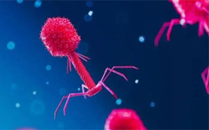 Nature：科學家發現病毒對抗細菌CRISPR免疫系統的全新方式