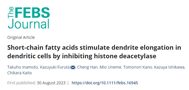 腸道細(xì)菌產(chǎn)生的短鏈脂肪酸(SCFAs)負(fù)責(zé)啟動樹突細(xì)胞向腸腔延伸