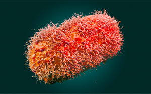 Science新證據：猴痘病毒由于持續的人際傳播而不斷進化