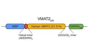 Nature：參與神經化學物質(如血清素和多巴胺)運動的轉運蛋白結構