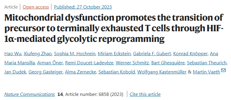線粒體功能障礙通過HIF-1α介導的糖酵解重編程促進前體向最終衰竭的T細胞的轉變 線粒體功能障礙通過HIF-1α介導的糖酵解重編程促進前體向最終衰竭的T細胞的轉變