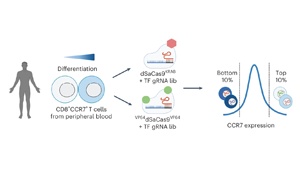 CRISPR高通量篩選鑒定可增強癌癥T細胞治療的主調控因子