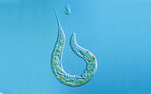 Nature揭示：“排毒”真的很重要！有的蟲全面開啟“排毒模式”后，生生延壽21%