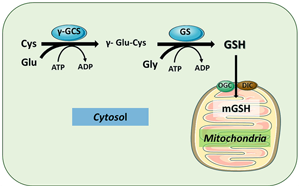 Science首次發現細胞器營養感知機制：線粒體是如何感知和控制它們體內的谷胱甘肽水平的
