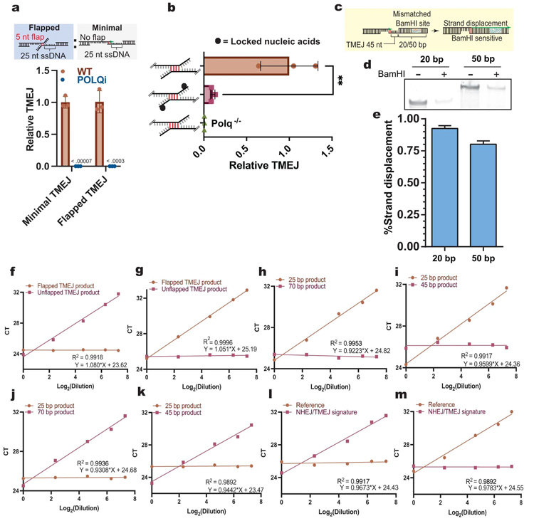 TMEJ的基本機制和驗證