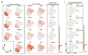 Nature新研究揭示小膠質細胞在人類大腦發育中的關鍵作用