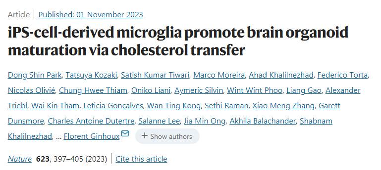 ips細胞衍生的小膠質細胞通過膽固醇轉移促進腦類器官成熟