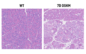 Nature Metabolism：原來維生素B12也在細胞重編程和組織再生中起關鍵作用