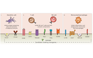 Nature子刊：免排斥！科學家創造了“隱形”供體細胞和組織移植物
