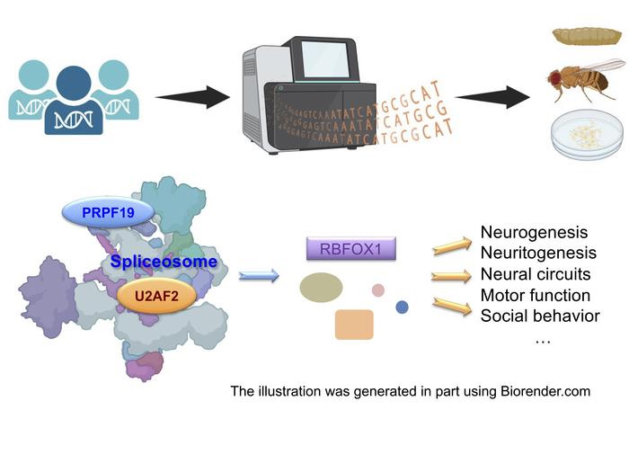 前信使核糖核酸剪接是一個高度協調的過程