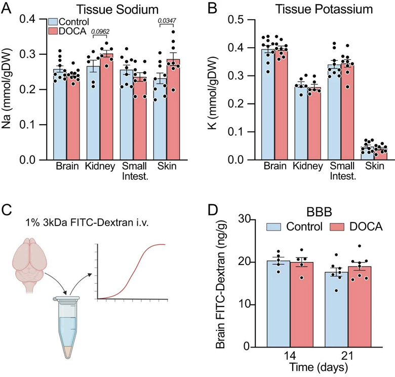 由脫氧皮質酮（DOCA)鹽引發高血壓21天時的生理參數