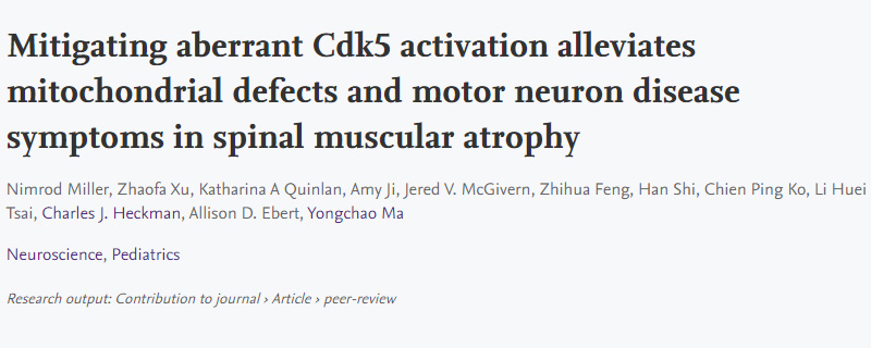 導致脊髓性肌萎縮癥(SMA)運動神經元退化的新機制 導致脊髓性肌萎縮癥(SMA)運動神經元退化的新機制