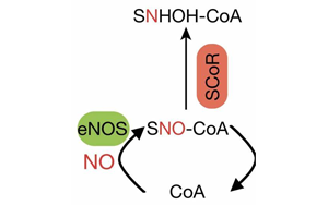 Cell找到了糖尿病的新病因！這種酶能阻止體內產生胰島素