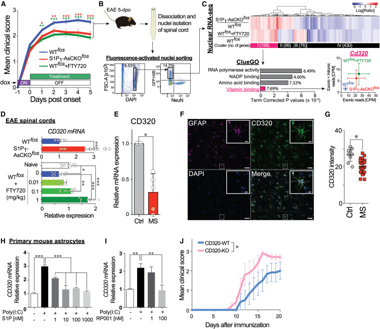 
FTY720 restores CD320 expression that is downregulated in EAE and MS lesions and is essential for protecting against neuroinflammation
FTY720恢復CD320的表達，CD320在EAE和MS病變中下調，對預防神經炎癥至關重要