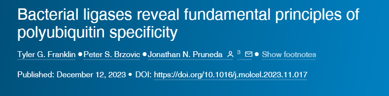 細菌連接酶揭示了多泛素特異性的基本原理 細菌連接酶揭示了多泛素特異性的基本原理