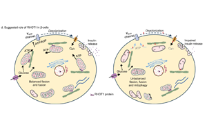 Nature子刊：表觀遺傳變化可導致2型糖尿病