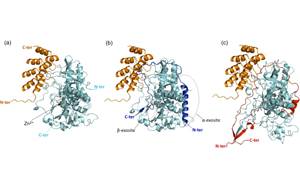 新發現肉毒桿菌毒素的又一個醫療用途