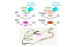 神秘的小RNA分子：第一個自然產生的，能調節選擇性剪接的RNA