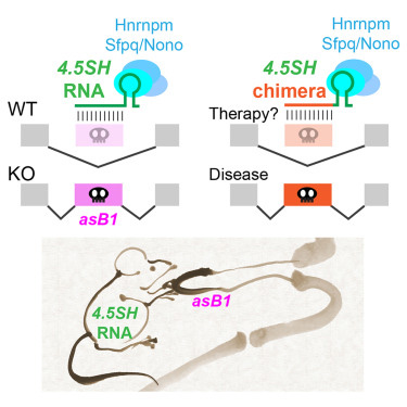 4.5SH RNA是小鼠體內一種重要的物種特異性非編碼RNA