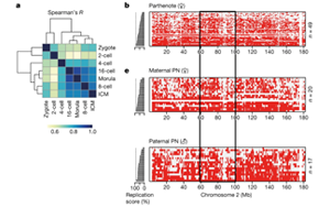 Nature令人著迷的新發現：DNA復制時序