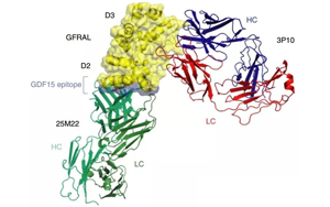 《Nature》竟然是胎兒分泌的激素導致孕吐？