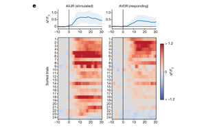 Nature：神經元之間的信息傳遞模型被顛覆了