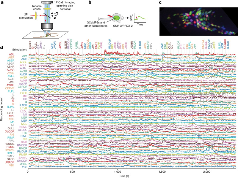 測量神經觸發和神經網絡反應