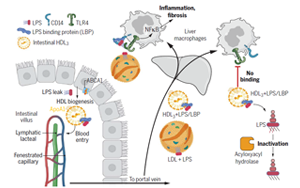 打破固有認知！Science揭秘腸道運行新機制：合成膽固醇中的“好學生”，或為肝臟疾病治療帶來新靶點