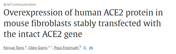 小鼠纖維細胞的人ACE2蛋白的過度表達在人ACE2基因協助下穩定地轉染
