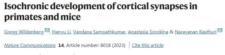 靈長(zhǎng)類動(dòng)物和小鼠皮層突觸的等時(shí)發(fā)育