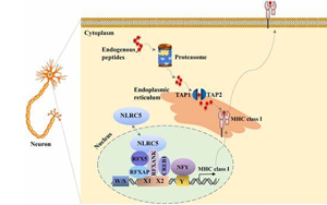 PNAS：新技術讓癌細胞更容易暴露出來