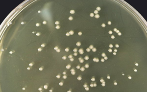 熱辣推薦|胰蛋白胨&酵母粉-培養基專用原料