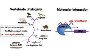 Cell：逆轉錄病毒在大腦進化中發揮了關鍵作用
