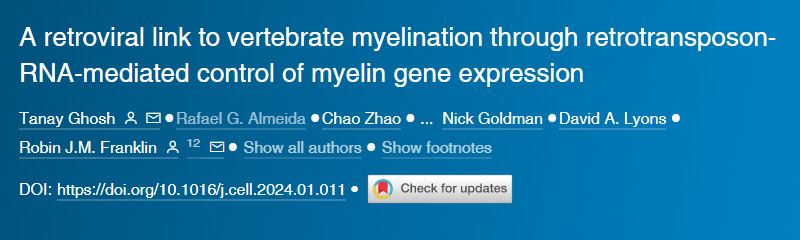 逆轉錄病毒通過逆轉錄轉座子RNA介導的髓鞘基因表達控制與脊椎動物髓鞘形成的聯系