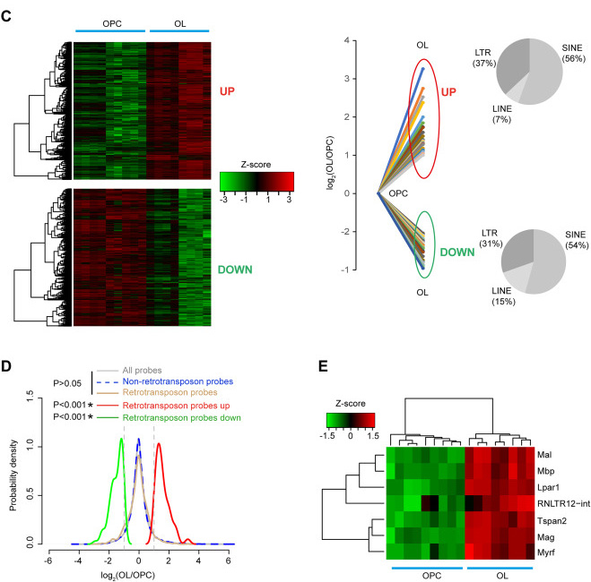 DECTIN-1蛋白質結構的3D打印