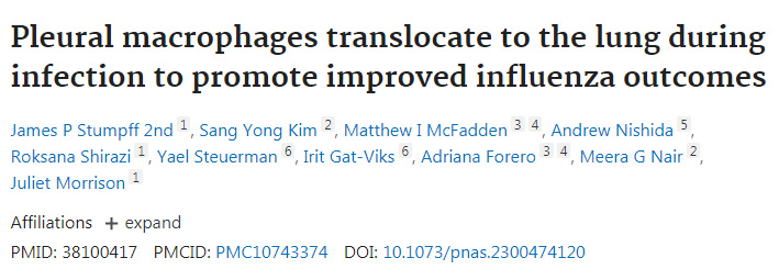 胸膜巨噬細胞在感染時轉移到肺部，促進流感的改善