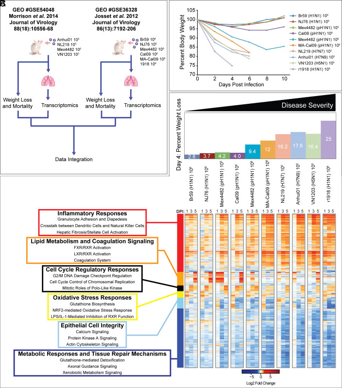 通過炎癥、代謝、細胞周期和組織修復基因表達的宿主反應差異來區分流感疾病