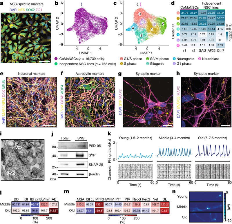 iCoMoNSC神經元形成功能網絡