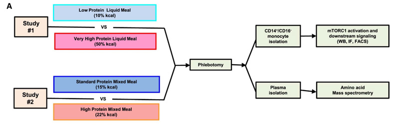 #1研究評估了極限攝入液態餐中蛋白質對單核細胞mTORC1激活和下游功能的影響。