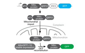 《Nature》重新定義癡呆癥治療，UCB科學(xué)家有了新突破