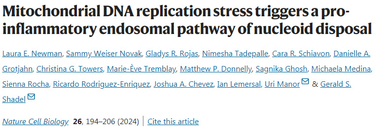 線粒體DNA復(fù)制應(yīng)激觸發(fā)類(lèi)核處置的促炎內(nèi)體途徑