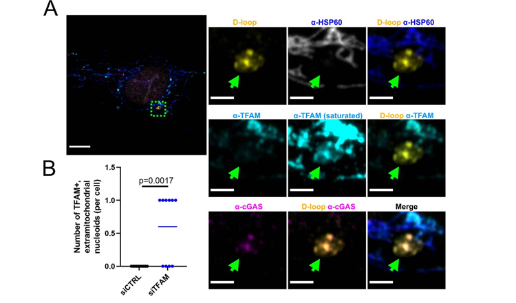 TFAM結(jié)合的類(lèi)核存在于TFAM敲除和HSV-1 UL12.5擴(kuò)增細(xì)胞的線粒體外