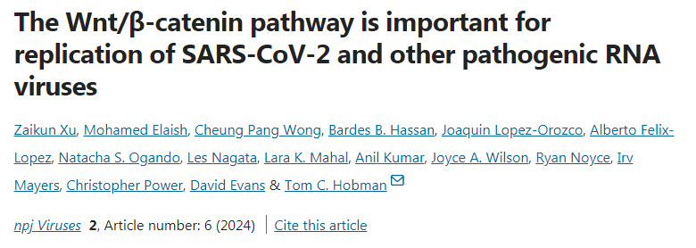 Wnt/β-連環蛋白通路對SARS-CoV-2和其它致病性RNA病毒的復制很重要