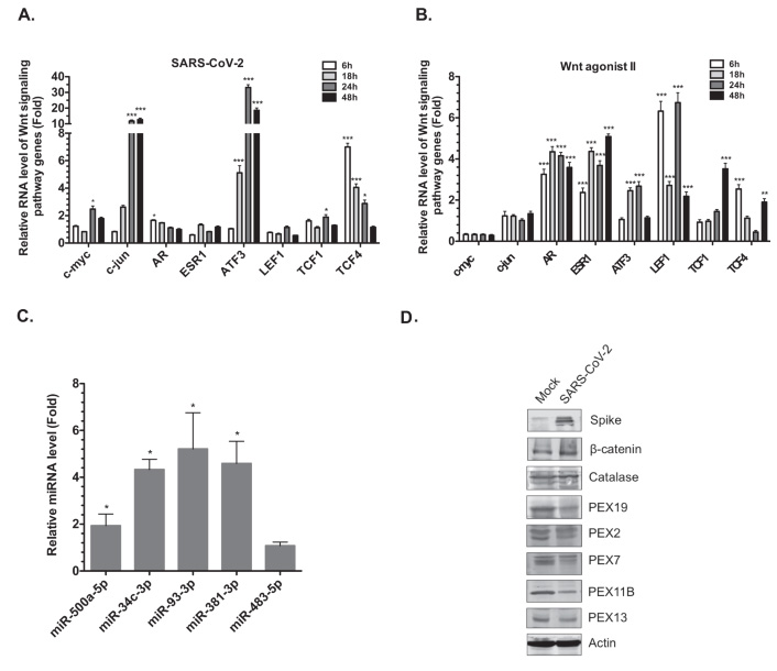 Wnt/β-連環蛋白信號通路相關基因在SARS-CoV-2感染期間上調